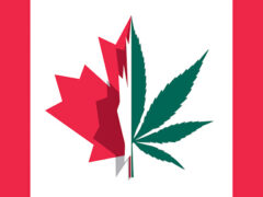 A Guide to Choosing a Cannabis Dispensary in Canada